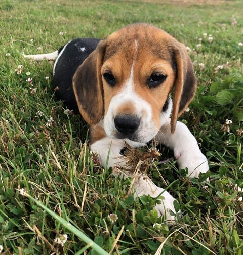 Chiot Beagle LOF 800 41270 Chauvigny-du-perche