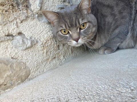 Chat &agrave; adopter 0 06100 Nice