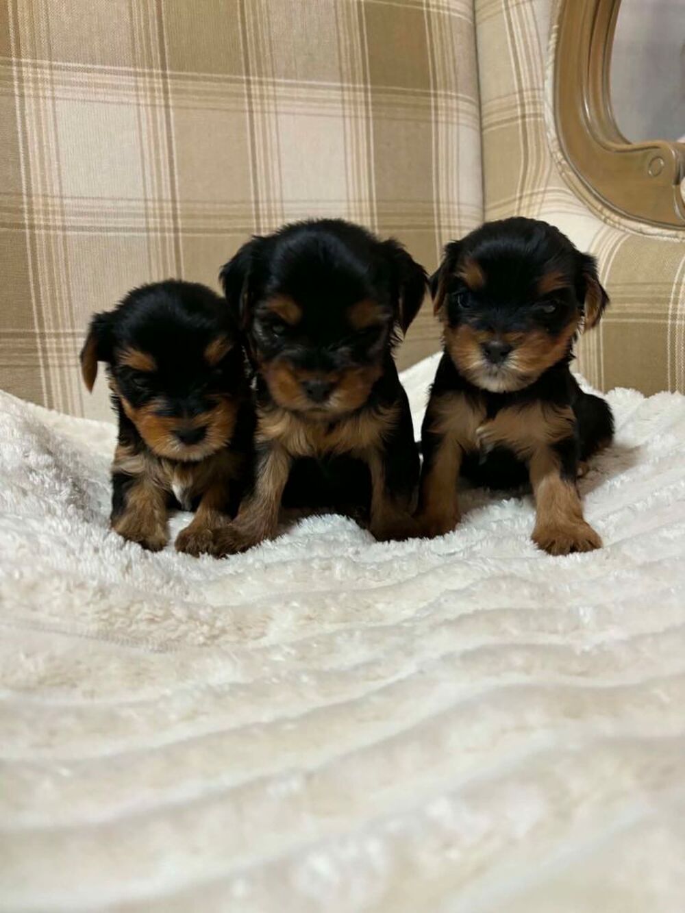   Yorkshire Terrier - 3 chiots disponibles 