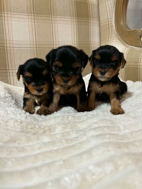 Yorkshire Terrier - 3 chiots disponibles 1000 11100 Narbonne