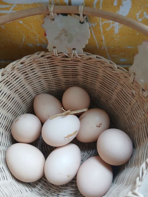 ?ufs de poules plein air 2 31230 L'isle-en-dodon