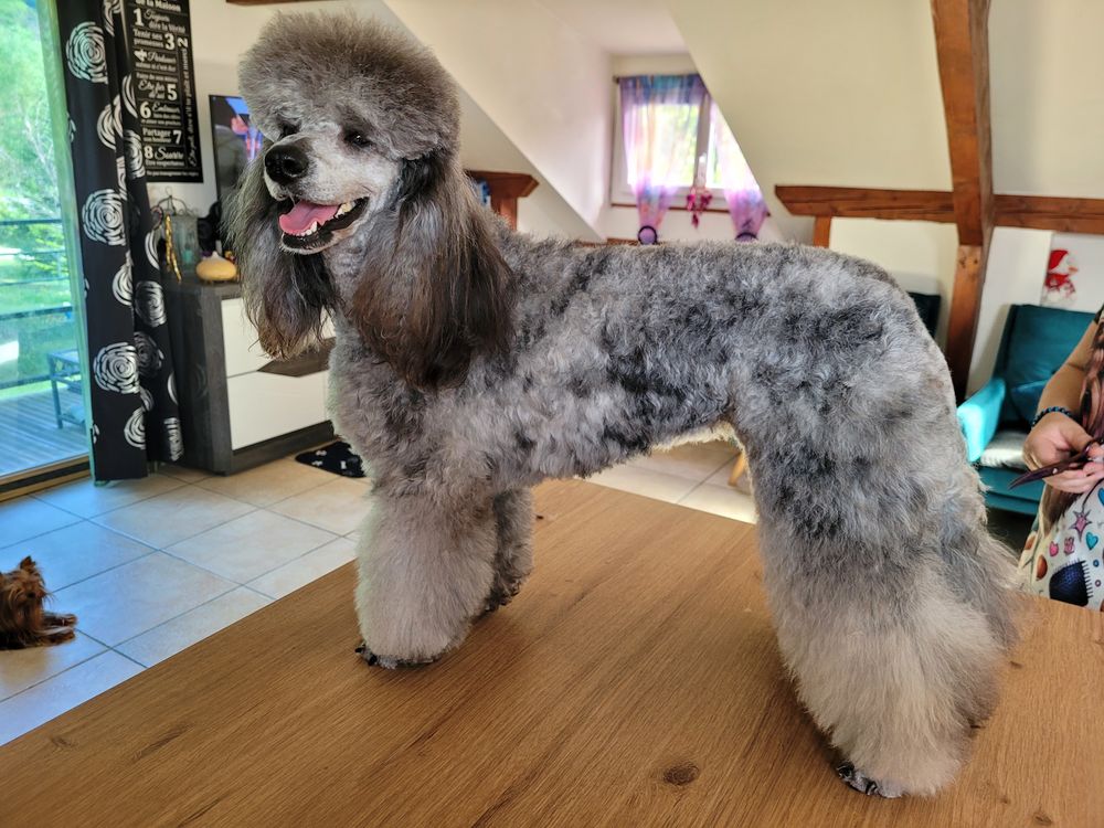   Recherche caniche moyen loft avec test adn pour saillie  