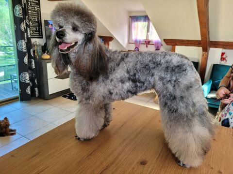 Recherche caniche moyen loft avec test adn pour saillie 0 38210 Saint-quentin-sur-isère