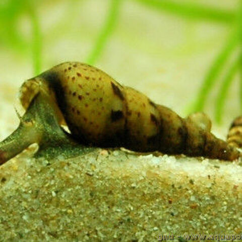 Escargots Melanoides pour aquarium 1 33150 Cenon