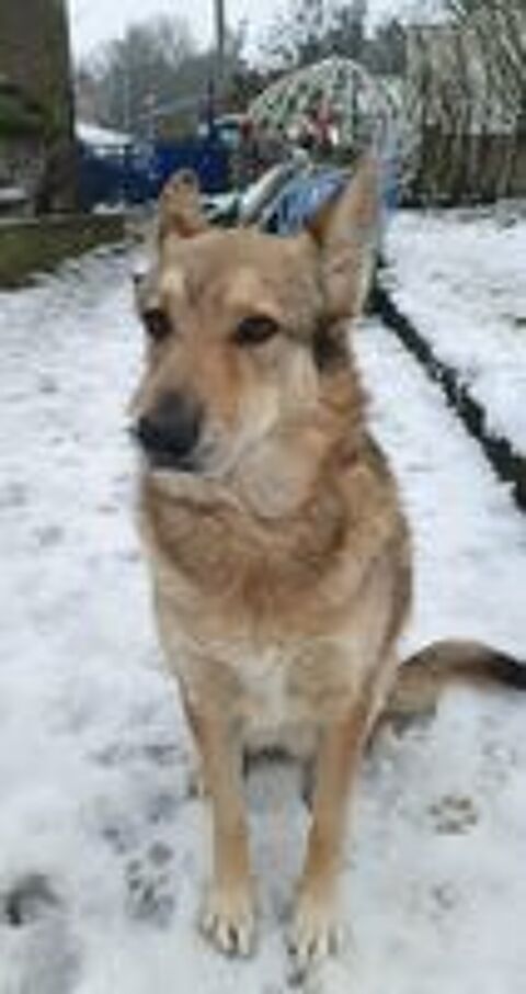   Taiga, chienne loup tch�que � adopter 