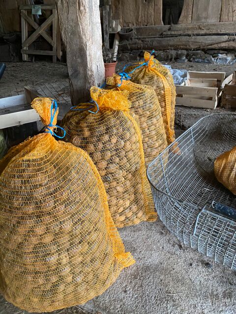 4 ou 5 Filets de 25 kgs de noix greffées 
30 Perpezac-le-Noir (19)