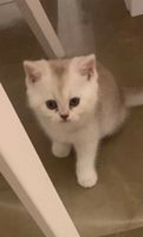   Magnifiques british shorthair et longhair  