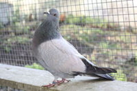   A SAISIR Pigeons Cauchois Bleus Maillés Roses 