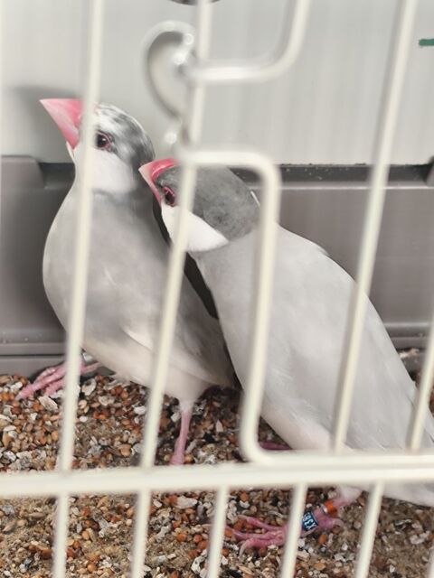 Couple de paddas de Java 50 49250 Brion