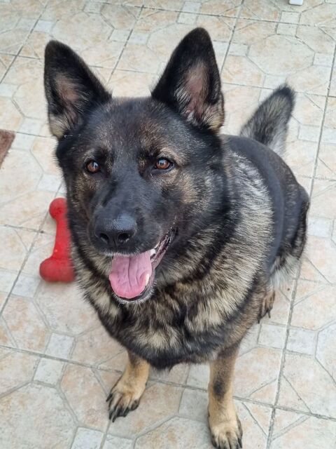 TRES BERGER ALLEMAND A ADOPTER 0 10240 Pougy