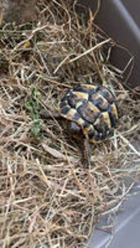   Tortue Herman �g�e de 3 ans  