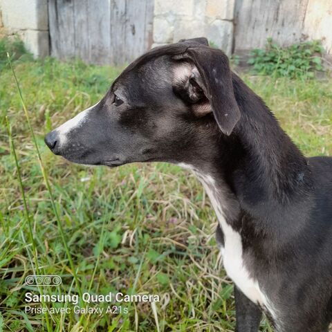 Whippet m&acirc;le chiot LOF 500 87300 Bellac