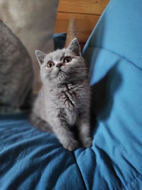 Jolis type chaton BRITISH SHORTHAIR 990 17460 Rioux