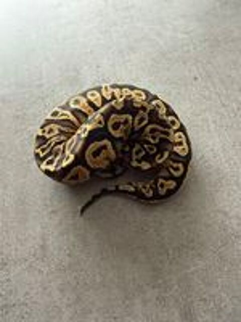   Python regius pastel yellow belly 2026 