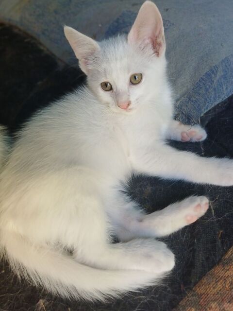 Chaton angoras turc de van 300 03500 Bransat