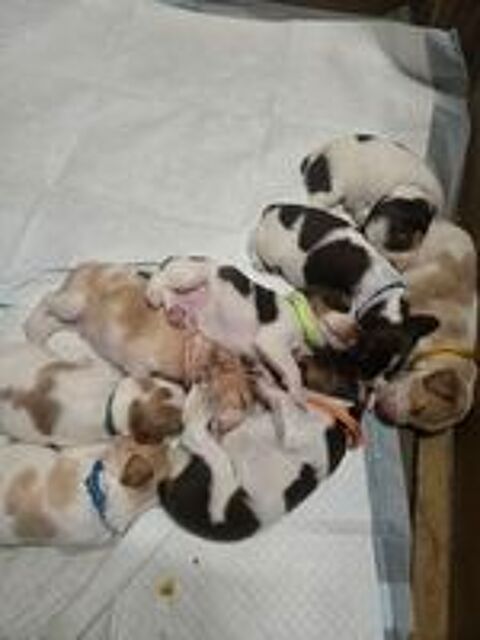   Chiots Épagneul Breton  