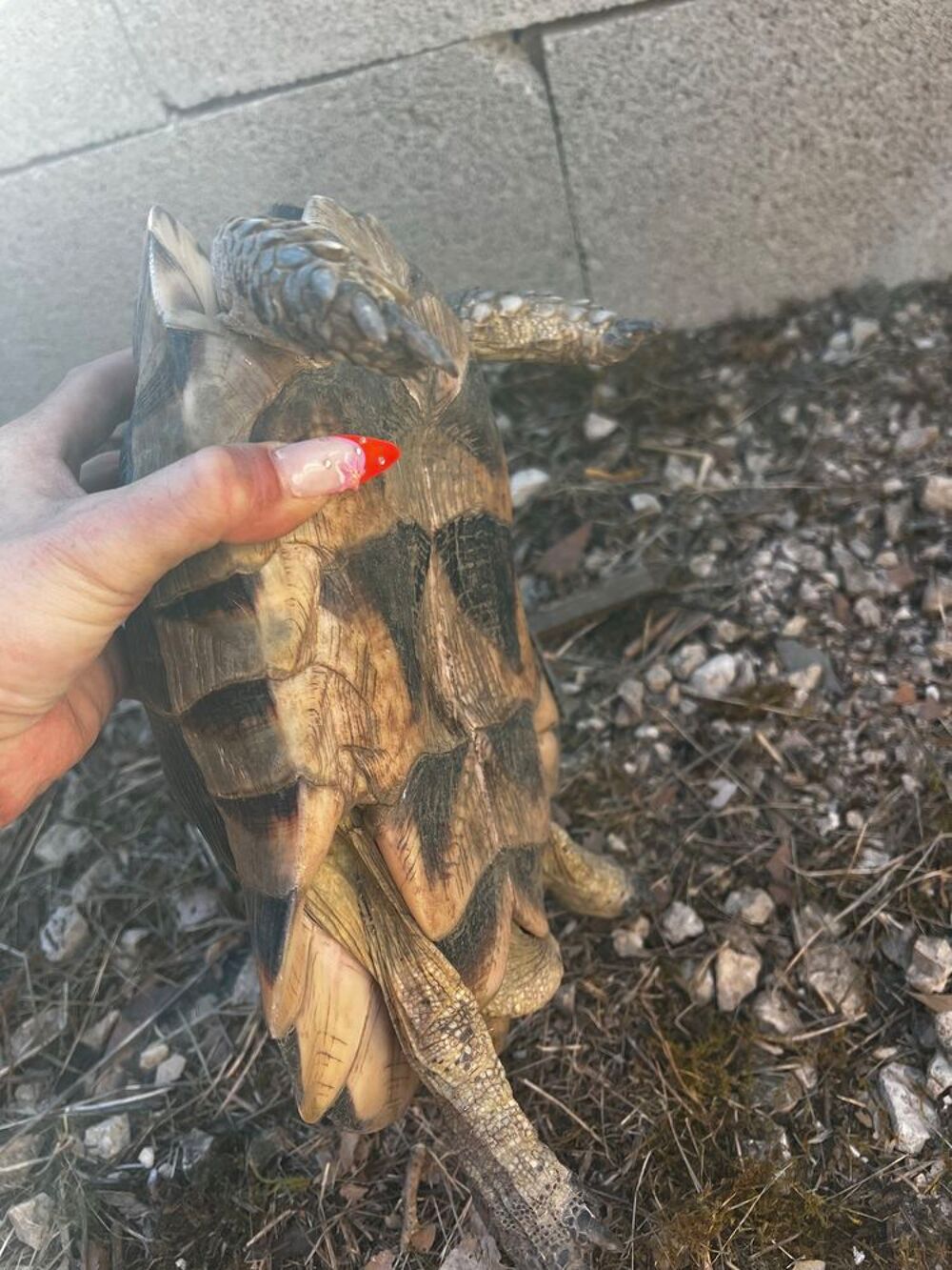 tortue m&acirc;le marginata Jardin