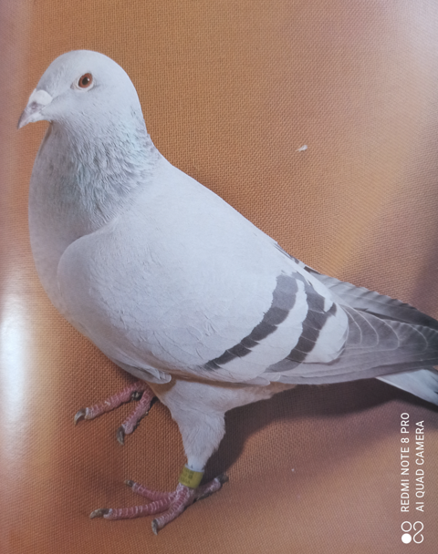 Pigeon Voyageur d'exposition 0 36800 Thenay