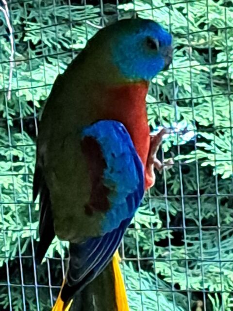 Superbes perruches turquoisines 40 44230 Saint-sbastien-sur-loire