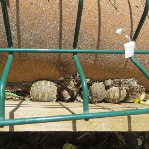 b&eacute;b&eacute;s tortues hermans 30 34830 Jacou