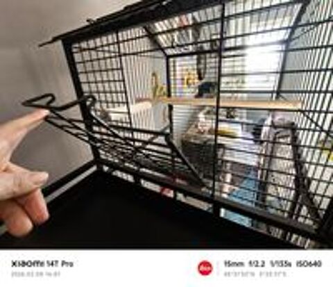   Cage perroquet  