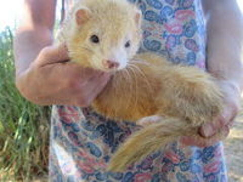   jeune furet mâle et femelle divers couleurs 