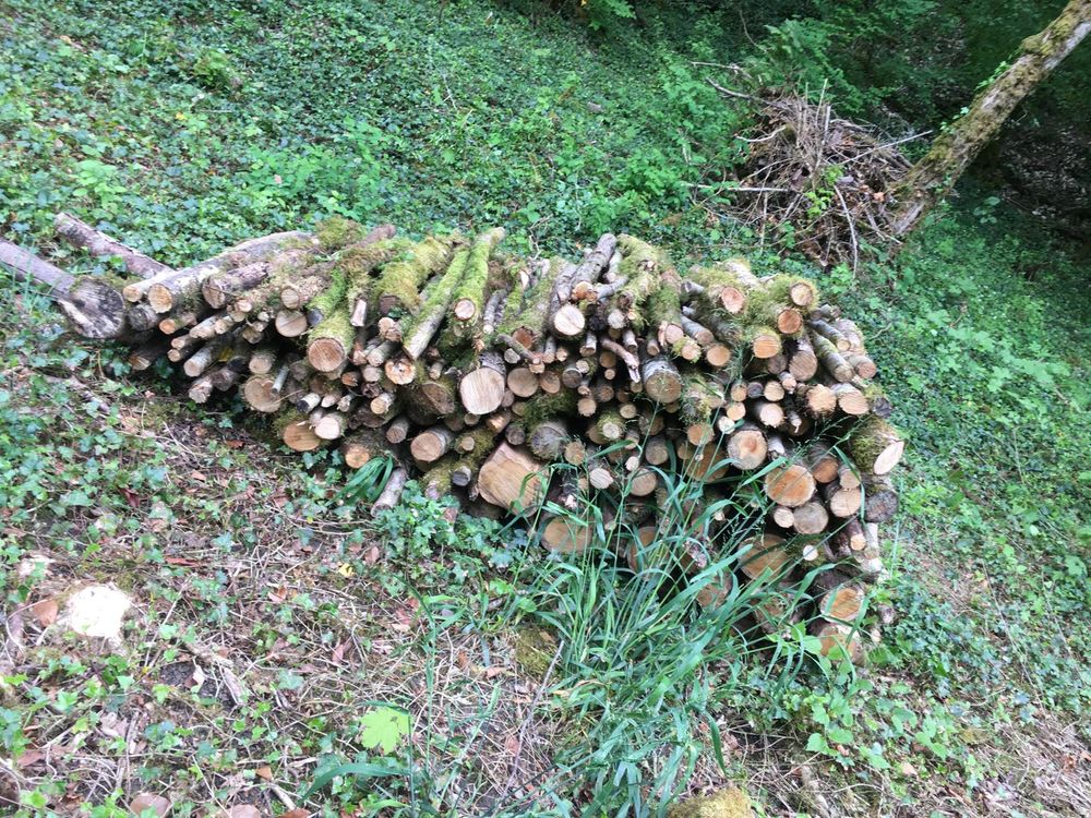 DONNE GRATUIT Coupe de bois sur pied(Charbonnette>8cm diam.) Bricolage
