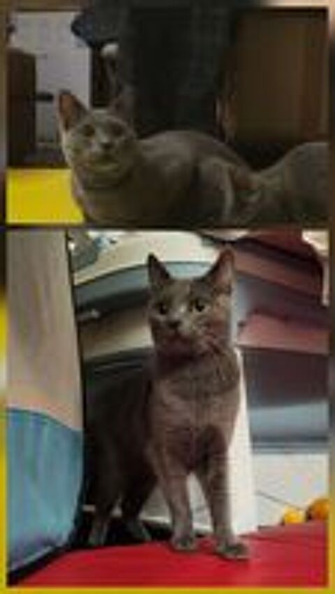   Chartreux Actifs, LOOF, Élevés en Famille, Lignée du Beloire 