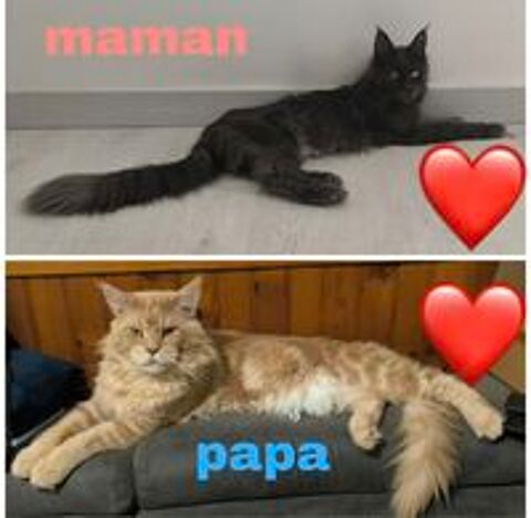   Maine coon LOOF  