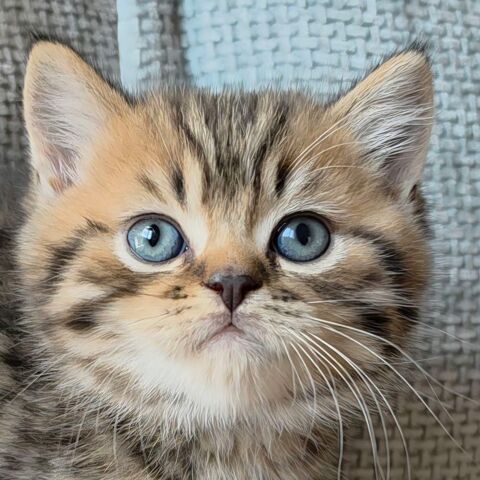 BRITISH SHORTHAIR FEMELLES 1500 04200 Sisteron