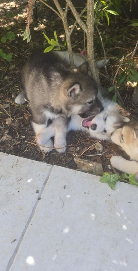 Husky sibérien 650 17137 Esnandes