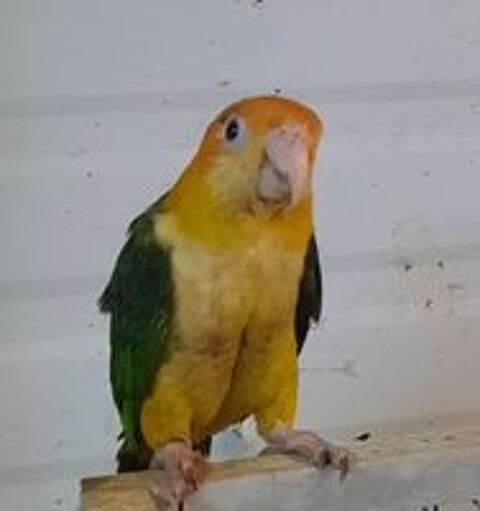   Perroquet Caique à Tête Orange EAM 