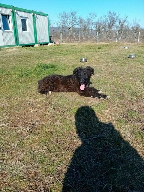 BEVERLY petite crois&eacute;e n&eacute;e le 27/05/2025 300 37100 Tours