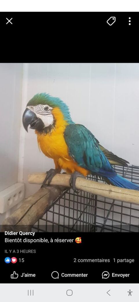 Perroquet Bleu et Jaune EAM 2025 1500 82710 Bressols