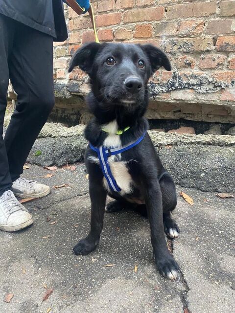 PALMA en ukraine ( recherche aussi une famile d accueil pour la sauver ) 0 75018 Paris