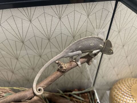 Cam&eacute;l&eacute;on casqu&eacute; du Y&eacute;men + accessoires + compl&eacute;. alimentaire 100 92700 Colombes