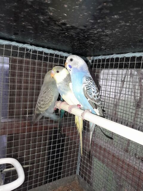 Perruches 8 49150 Baug