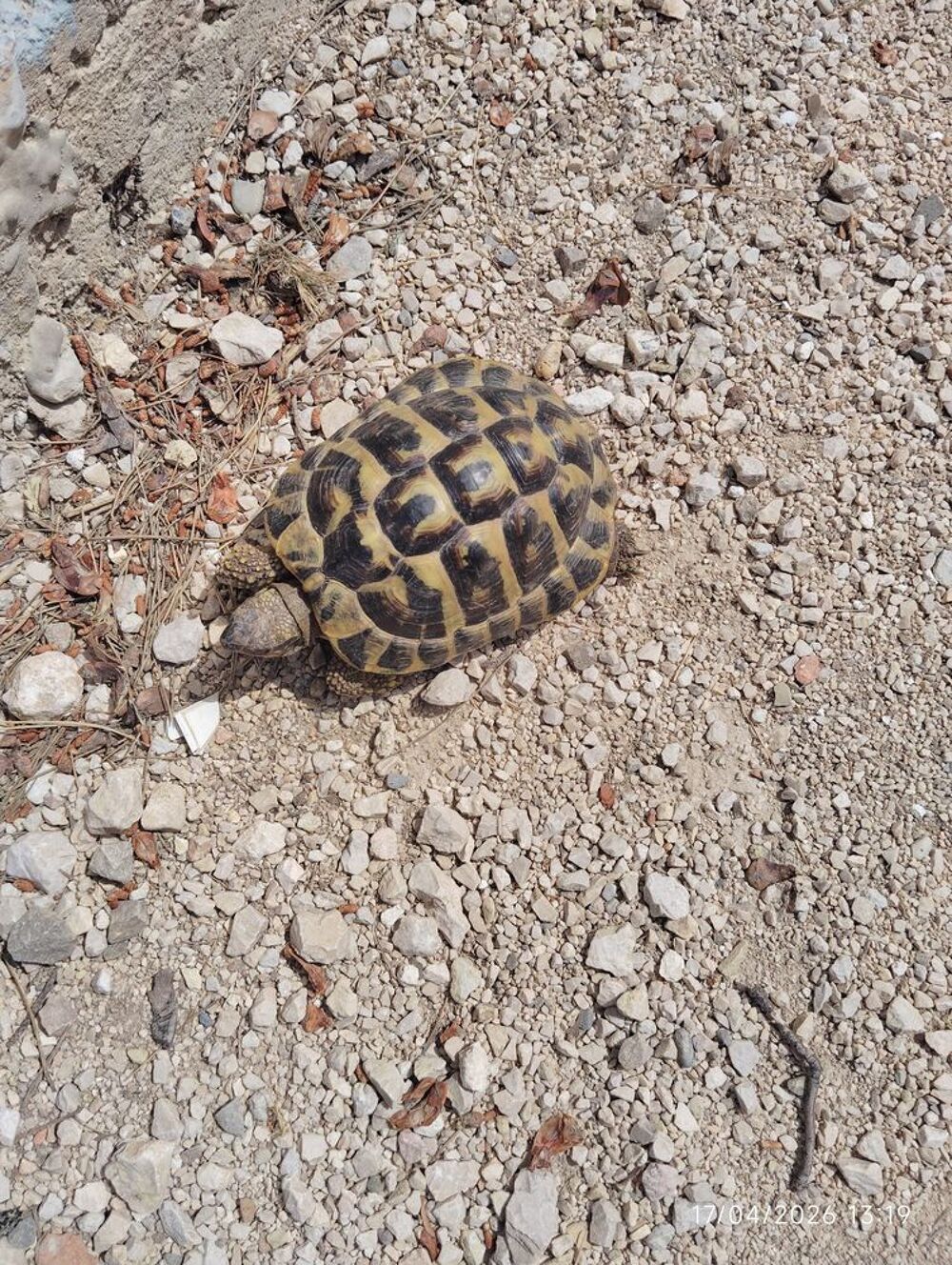   Tortue 