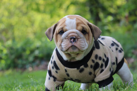 Bulldogs anglais exotiques : le haut de gamme version boudin 2000 53220 Larchamp