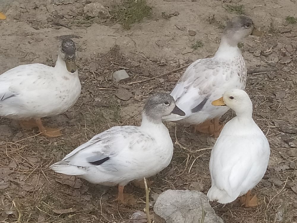   Canard mignon 