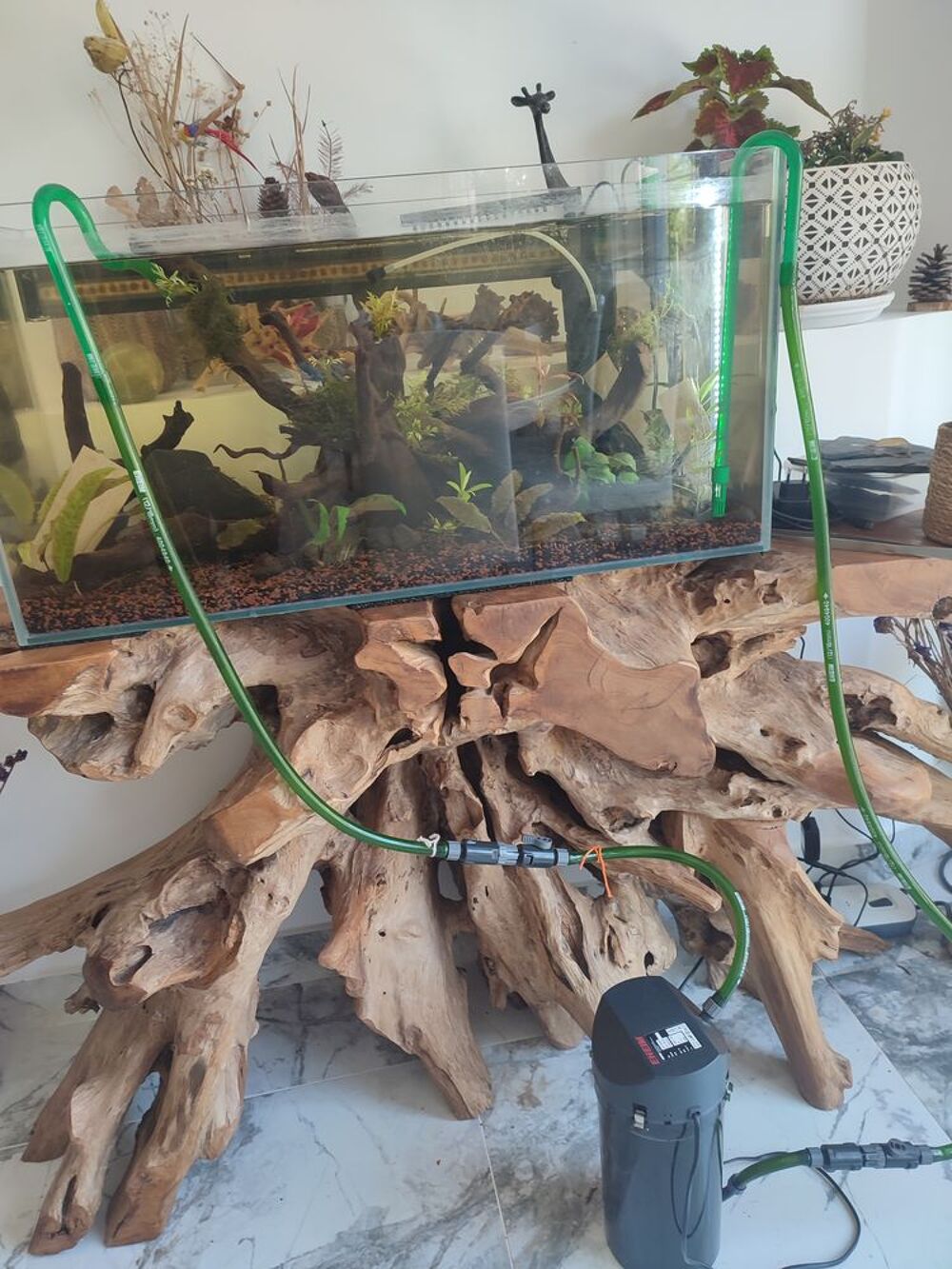   Recherche néon poisson d'aquarium  
