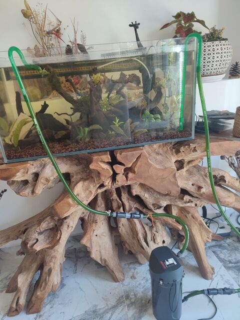 Recherche n&eacute;on poisson d'aquarium 0 94000 Cr�teil