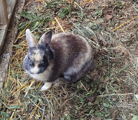 Lapin nain m&acirc;le de 10 mois 0 02300 Villequier-aumont