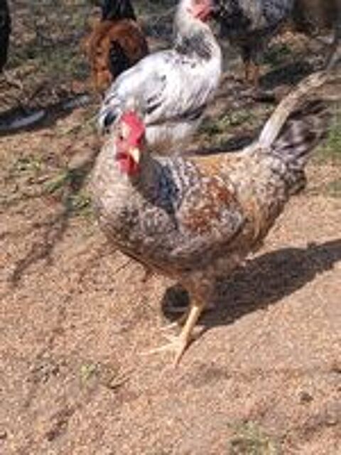   Coq cream legbar 