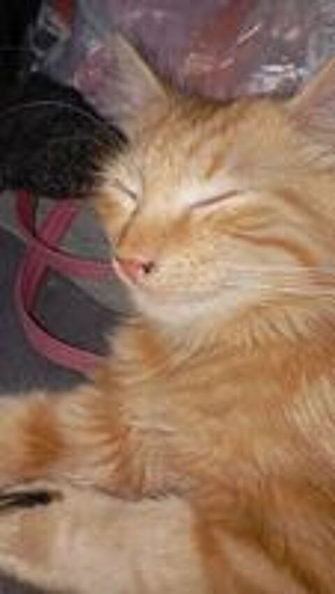   Pet sitter confirmée 