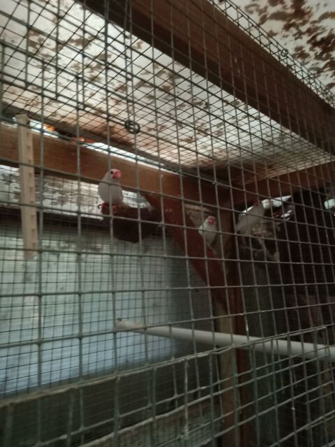 Oiseaux exotiques padda 50 56350 Rieux