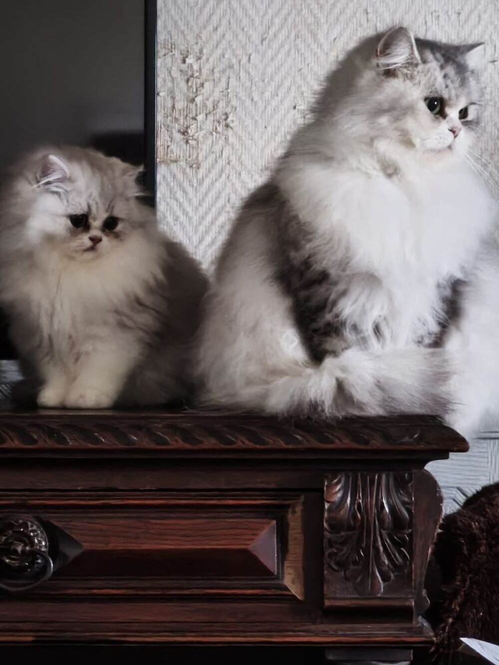   Superbes Chatons LOOF Persan 