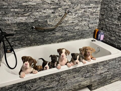 American bully xl 850 03200 Vichy