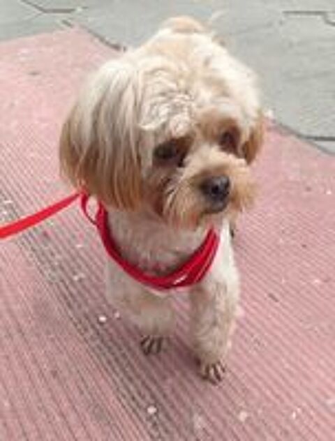   DOUDOU SE TROUVE DANS UN REFUGE EN CHINE 