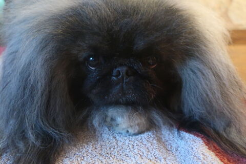 Chiots pekinois LOF 63430 Pont-du-chteau